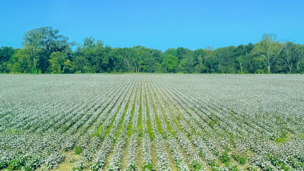cotton field with forest in the background